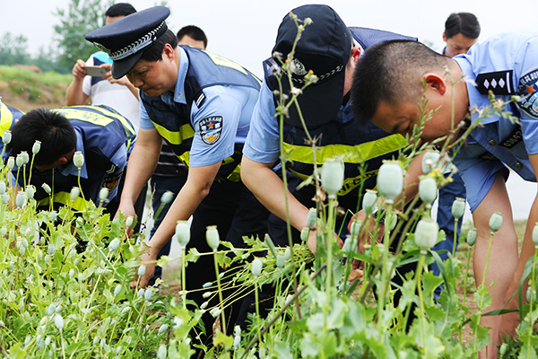 Wuhan police reported the eradication of thousands of ripe poppies, 53 year old woman called to treat fish